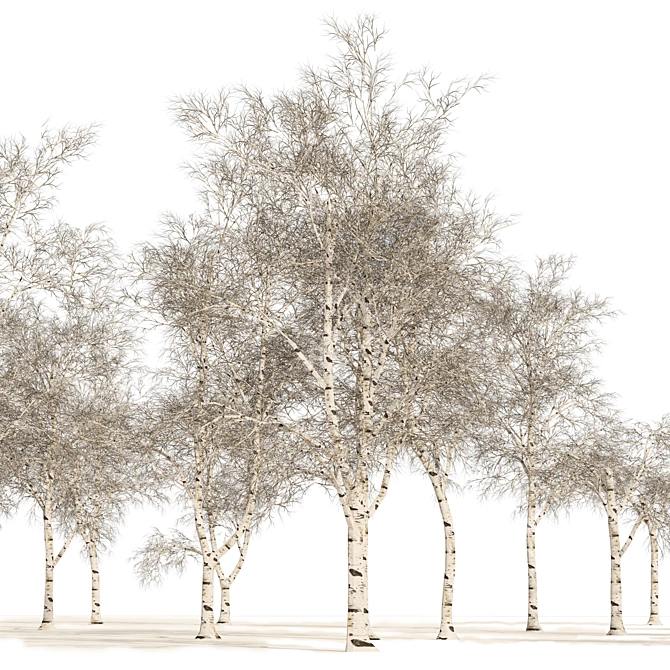 Winter Birch Tree Forest Model 3D model image 5