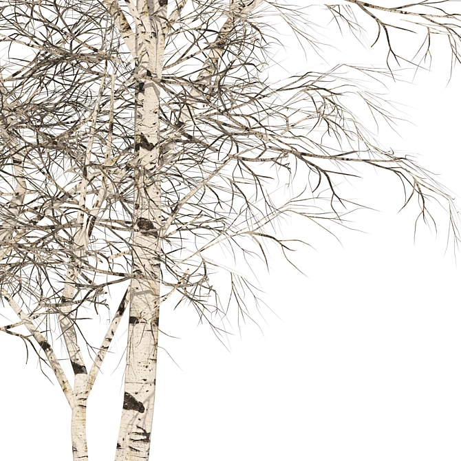 Winter Birch Tree Forest Model 3D model image 6