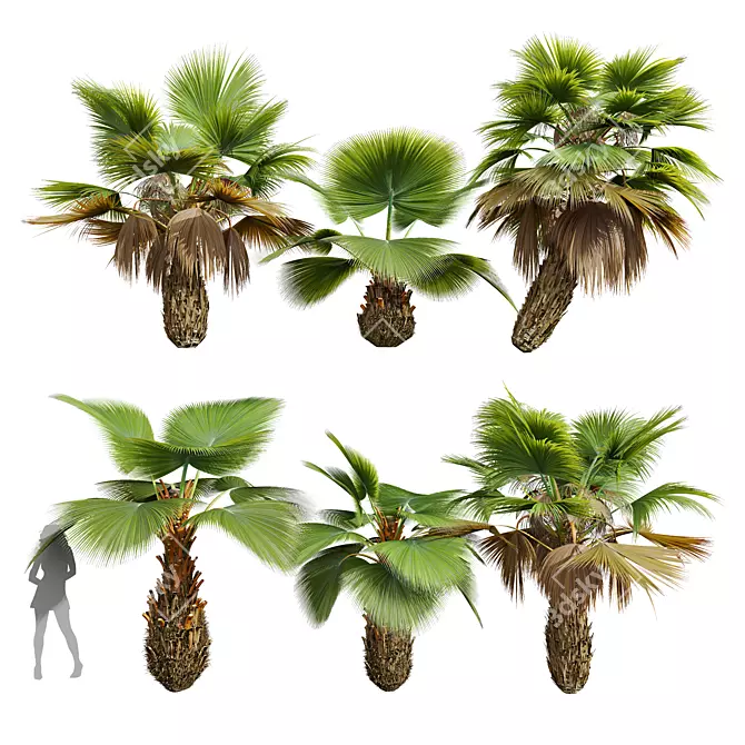 Tropical 3D Pritchardia Garden Tree 3D model image 1