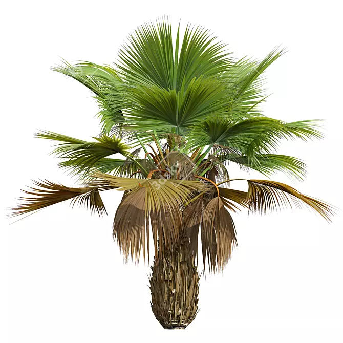 Tropical 3D Pritchardia Garden Tree 3D model image 3