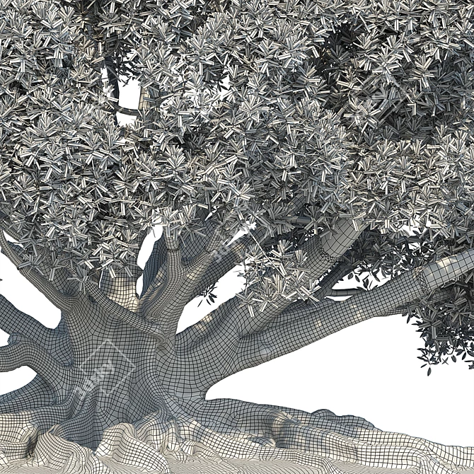 Large Moreton Bay Fig Tree 3D model image 6