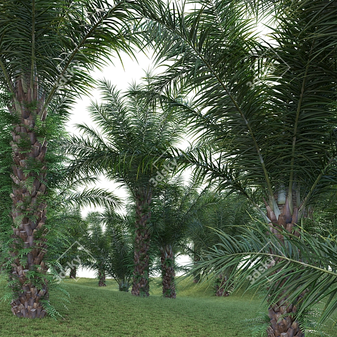  Complete 3D African Oil Palm 3D model image 2