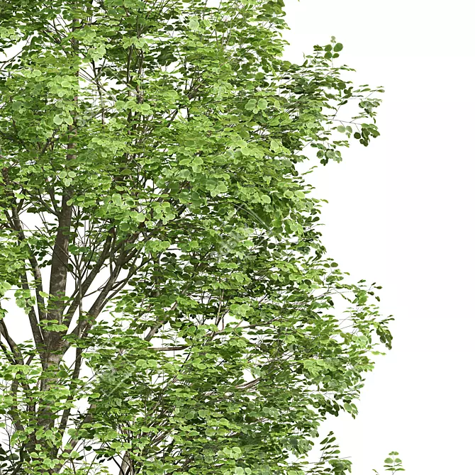Fagus Sylvatica001 3D Plant Models 3D model image 5