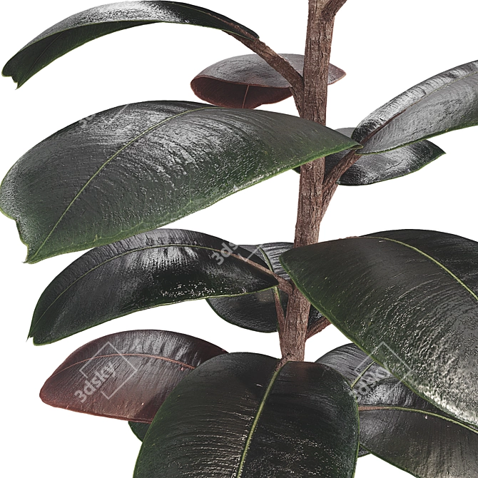 Glossy Ficus Elastica Indoor Plant 3D model image 5