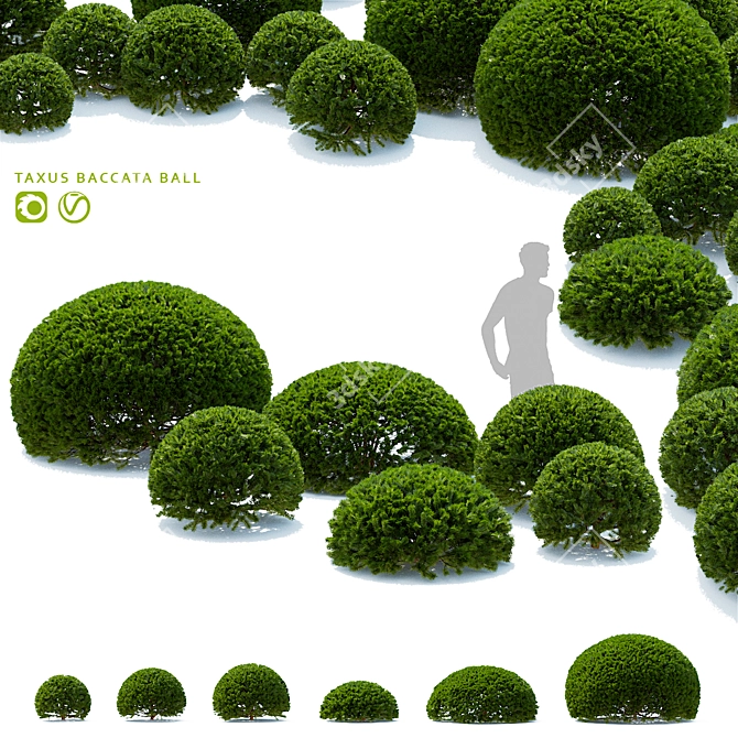 European Yew Ball Trees Set 3D model image 1