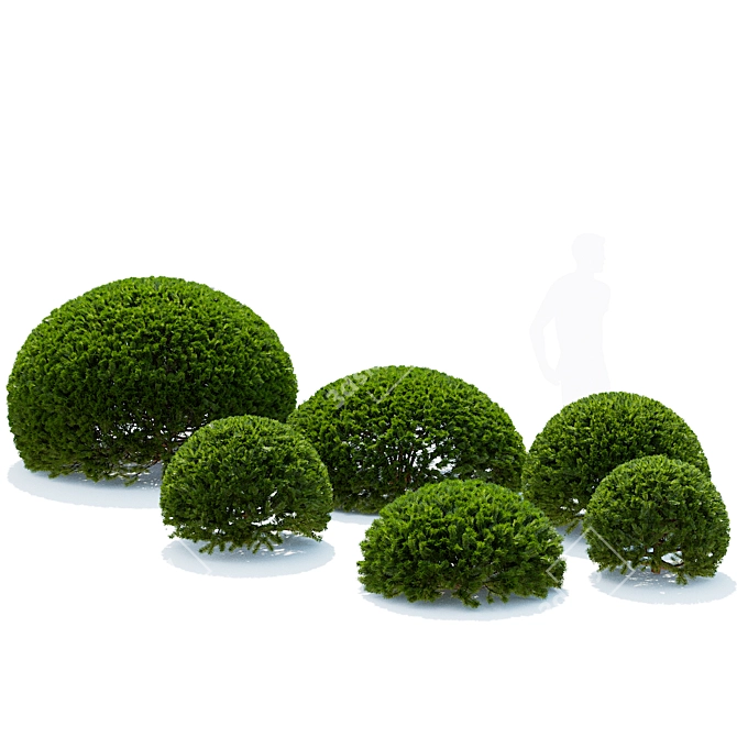 European Yew Ball Trees Set 3D model image 4