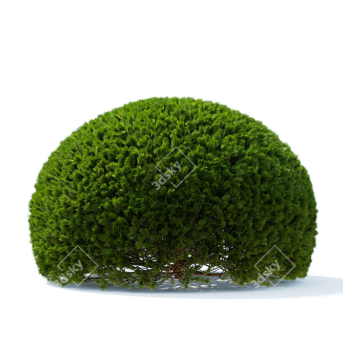 European Yew Ball Trees Set 3D model image 5