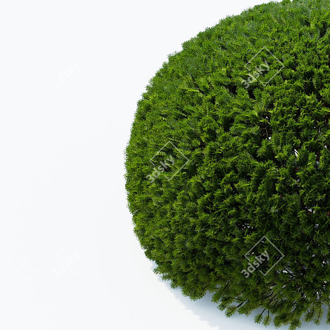 European Yew Ball Trees Set 3D model image 6