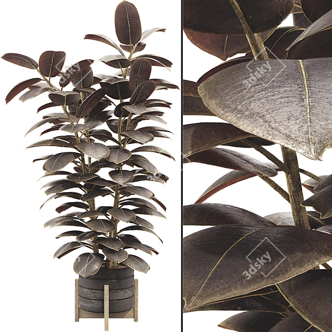 Glossy Ficus Elastica Indoor Plant 3D model image 2