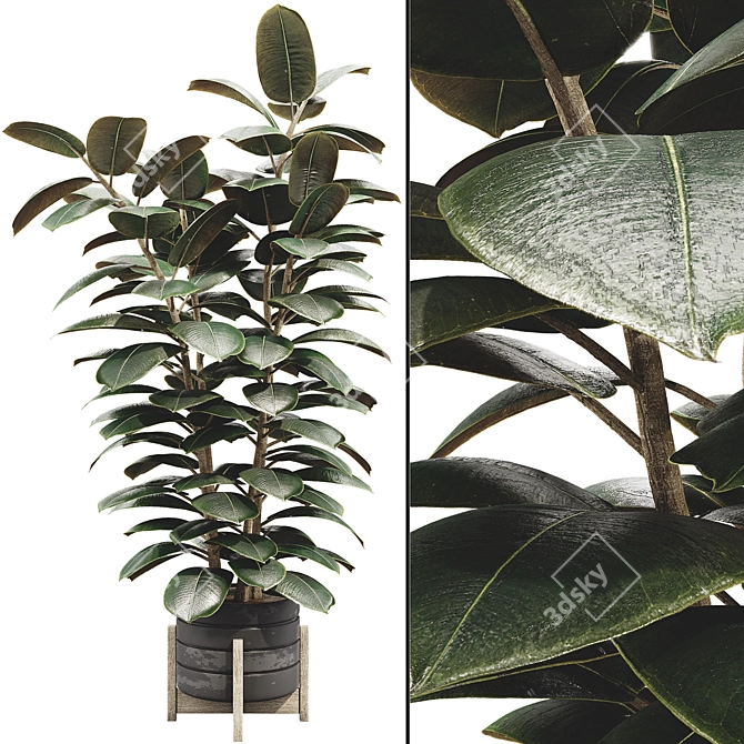 Glossy Ficus Elastica Indoor Plant 3D model image 3