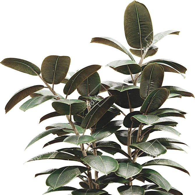 Glossy Ficus Elastica Indoor Plant 3D model image 5