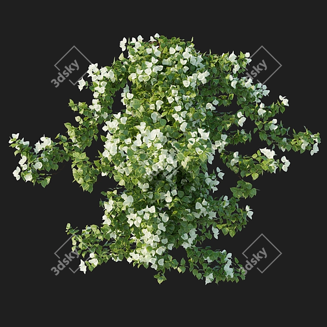 Corona Bougainvillea Vines 3D Model 3D model image 2