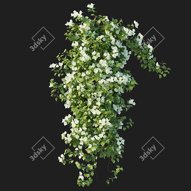 Corona Bougainvillea Vines 3D Model 3D model image 3