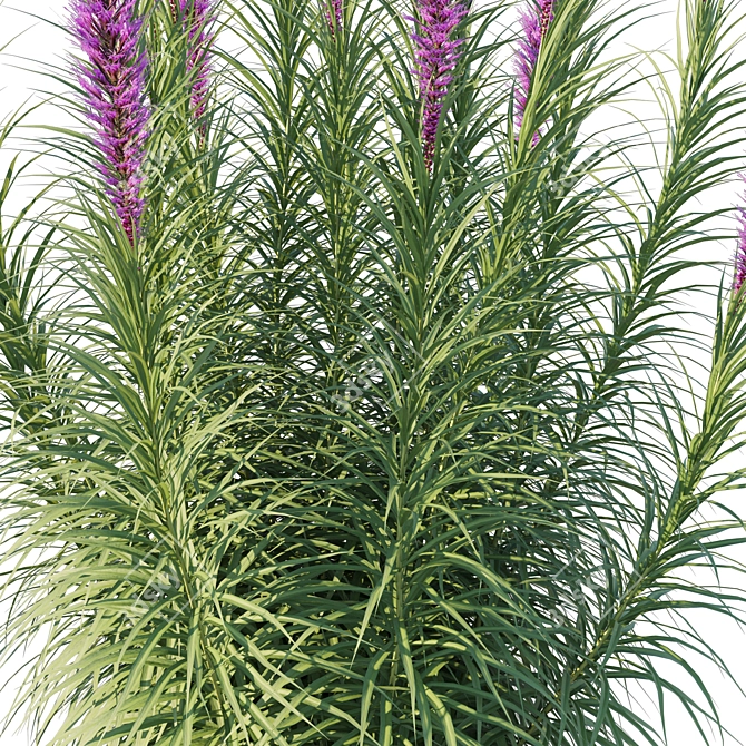Astral Liatris 3D Model Kit 3D model image 2