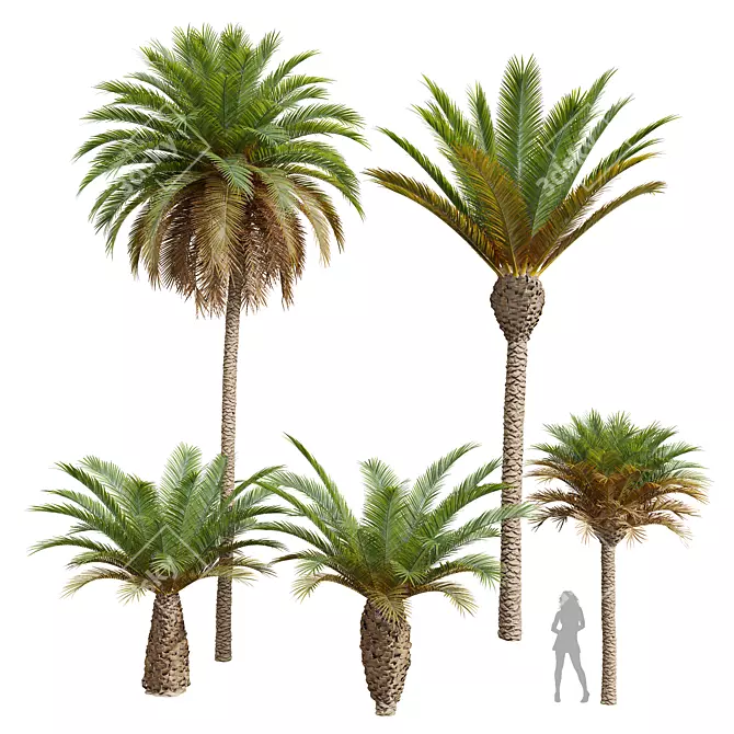 Phoenix Canariensis Decorative Garden Plant 3D model image 1