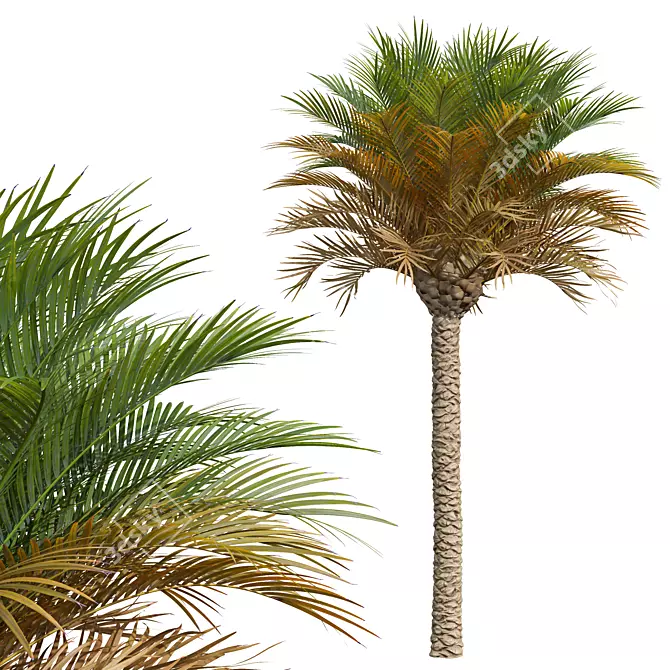 Phoenix Canariensis Decorative Garden Plant 3D model image 2