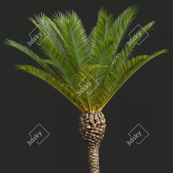 Phoenix Canariensis Decorative Garden Plant 3D model image 3