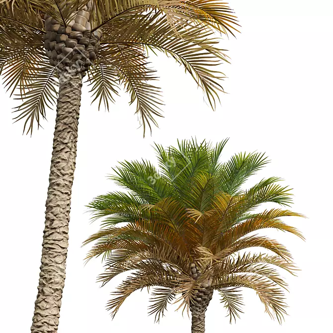 Phoenix Canariensis Decorative Garden Plant 3D model image 4