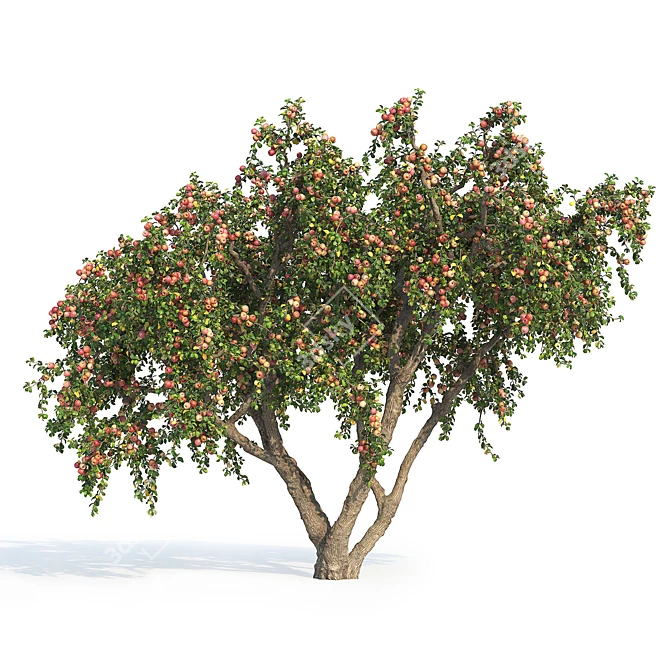 6m Apple Tree Model 2012 3D model image 2