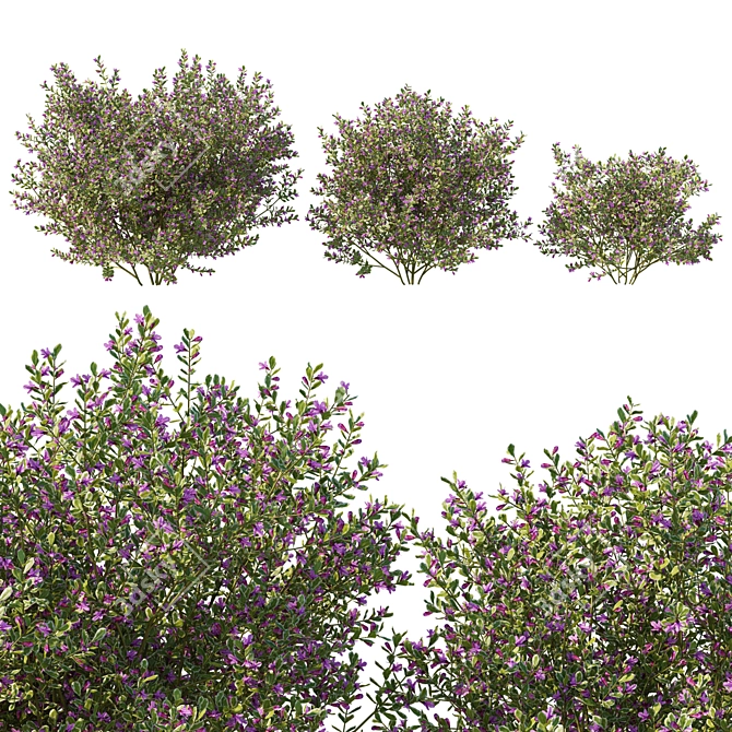 Variegated Prostanthera 2016 3D Model 3D model image 1