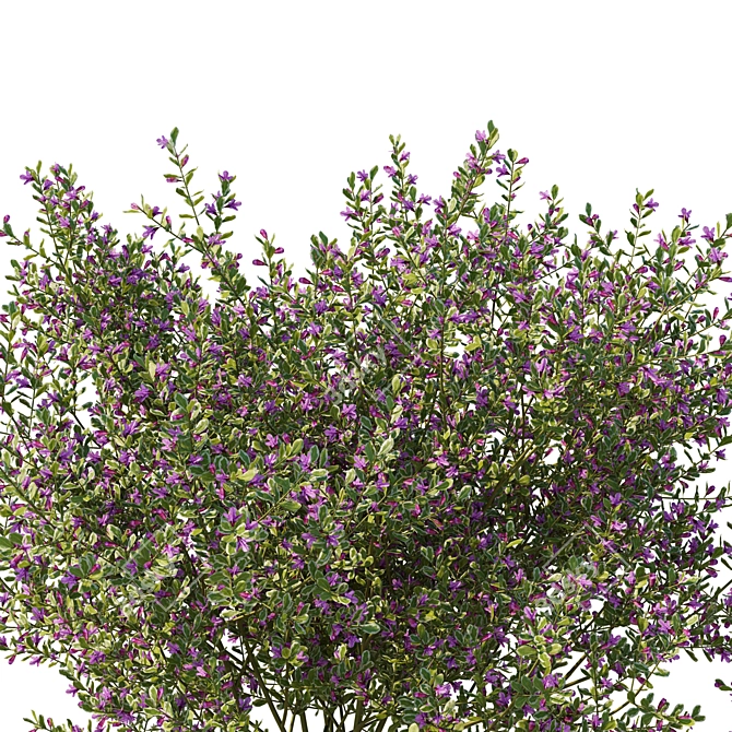Variegated Prostanthera 2016 3D Model 3D model image 2
