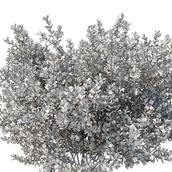 Variegated Prostanthera 2016 3D Model 3D model image 3