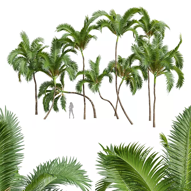 Luxury Areca Catechu Plant Collection 3D model image 1