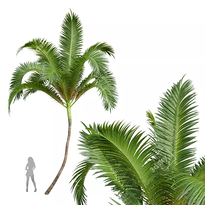 Luxury Areca Catechu Plant Collection 3D model image 2
