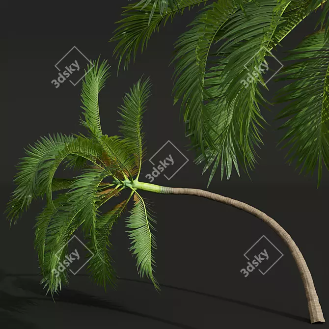 Luxury Areca Catechu Plant Collection 3D model image 3