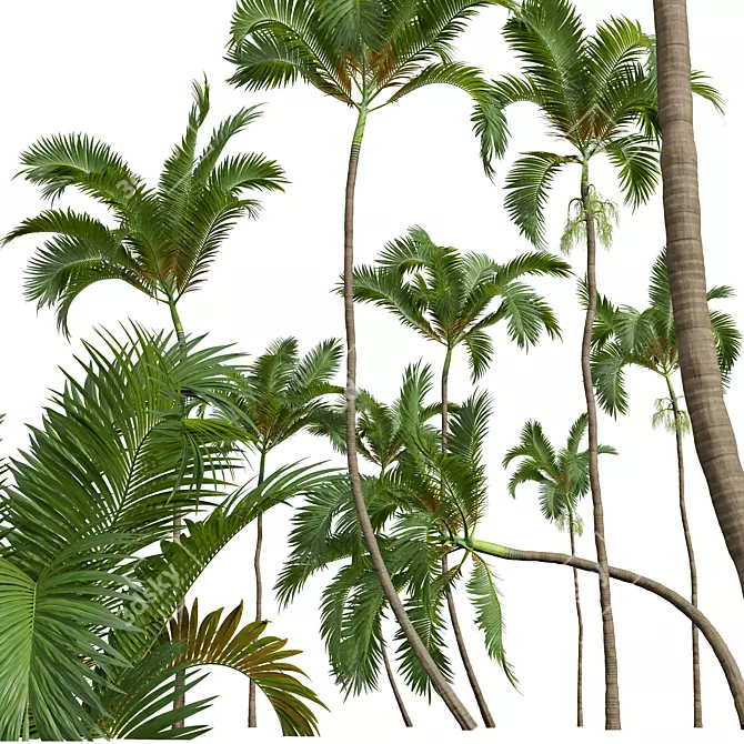 Luxury Areca Catechu Plant Collection 3D model image 4