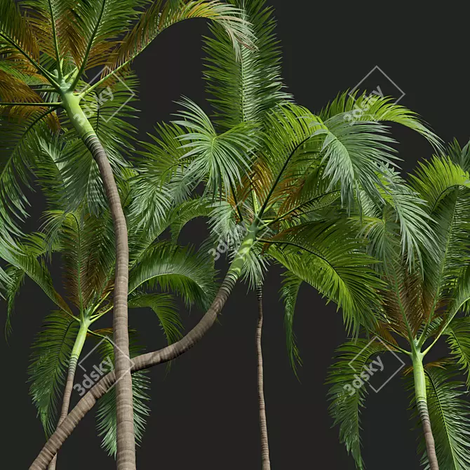 Luxury Areca Catechu Plant Collection 3D model image 5