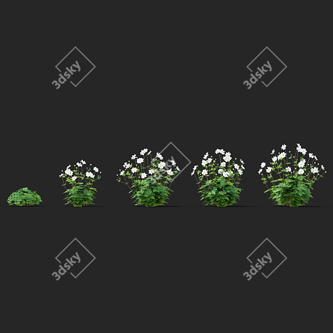 Hybrid Anemona Bush | 3D Plant Model 3D model image 6