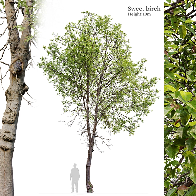 Betula Lenta 10m Height 3D model image 1