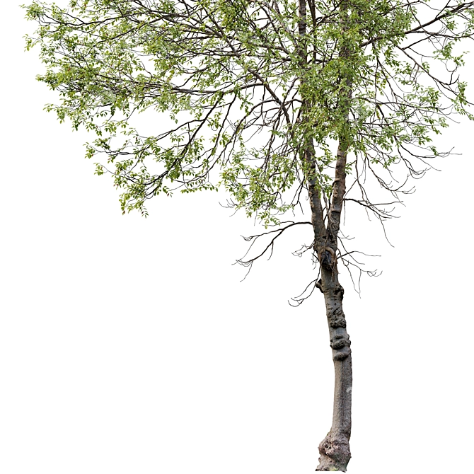 Betula Lenta 10m Height 3D model image 2