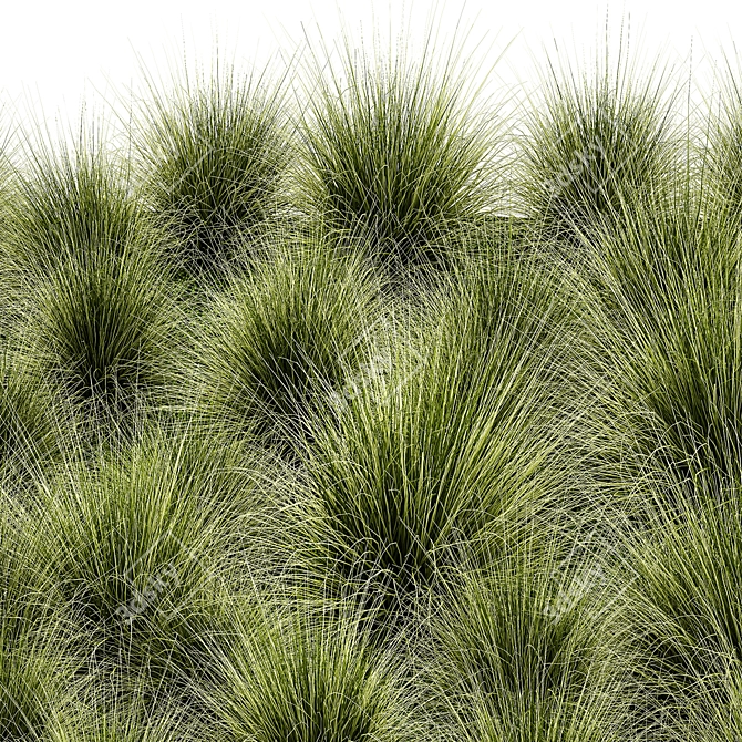 Urban Needle Grass Collection 3D model image 4