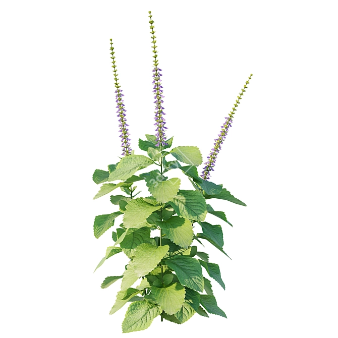 Barbatus 3D Model 2016 Corona 3D model image 3
