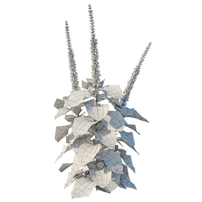 Barbatus 3D Model 2016 Corona 3D model image 4