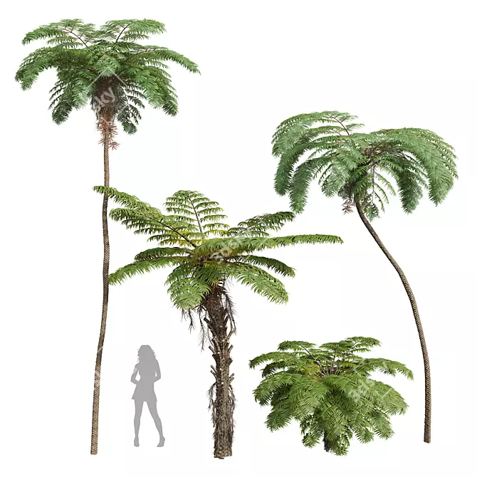 Spinulosa Fern 3D Decor Models 3D model image 1