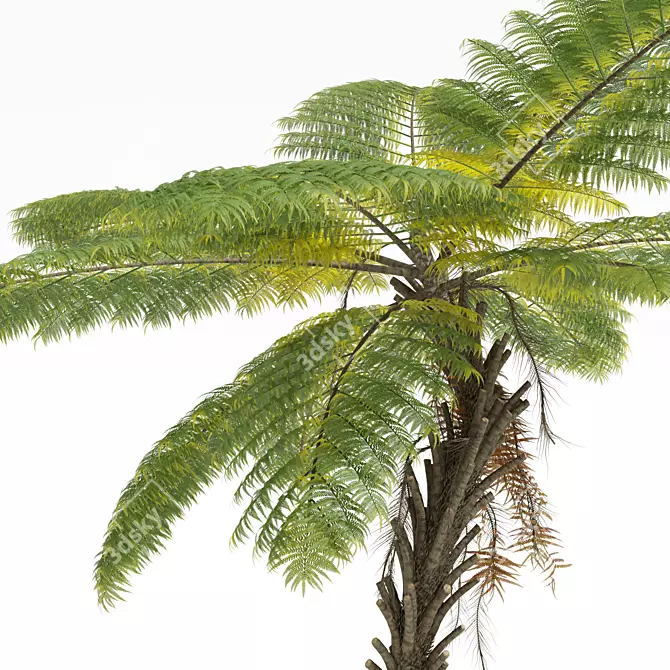 Spinulosa Fern 3D Decor Models 3D model image 2