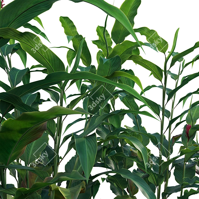 Versatile 3D Alpinia Plant Models 3D model image 2