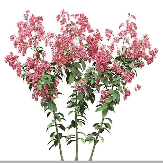 Polygonum Orientale Set (3 Plants) 3D model image 2