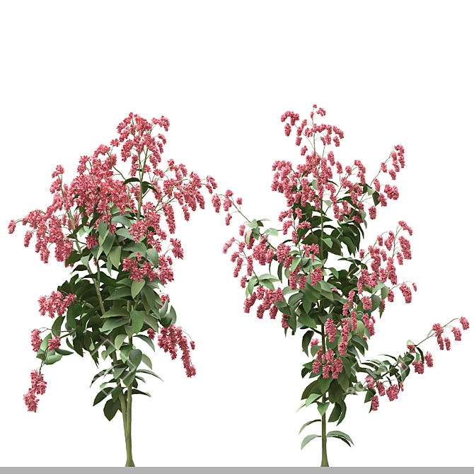 Polygonum Orientale Set (3 Plants) 3D model image 4