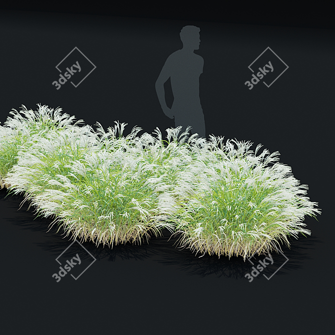  Chinese Miscanthus 3D Models 3D model image 3