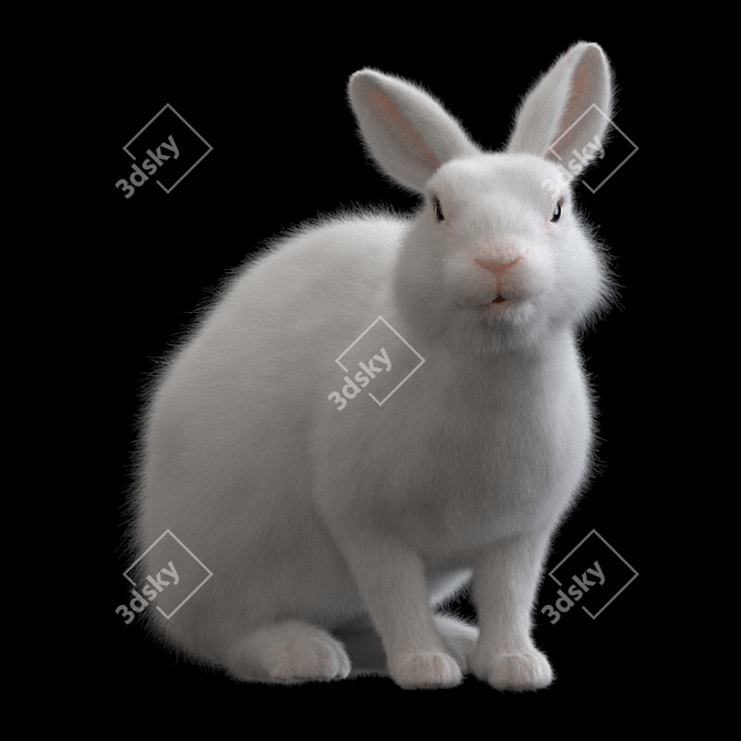 White Rabbit Model Virtual Asset 3D model image 2