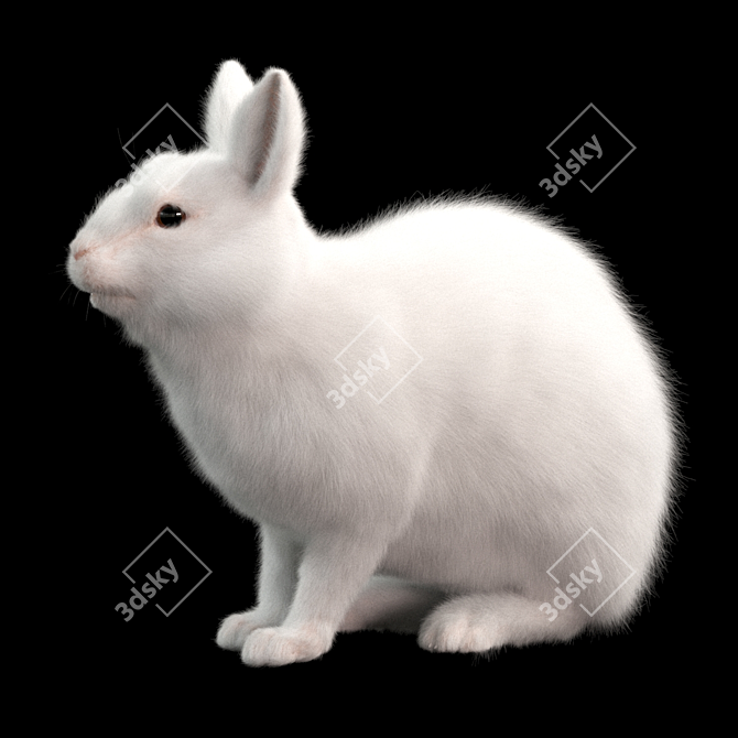 White Rabbit Model Virtual Asset 3D model image 8