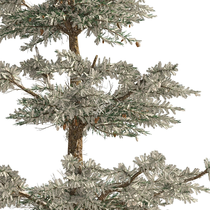 White Fir 3D Model Forest 3D model image 2