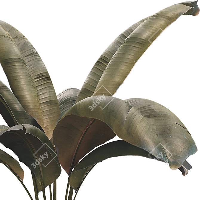 Banana Leaf Plant Collection Set 3D model image 4
