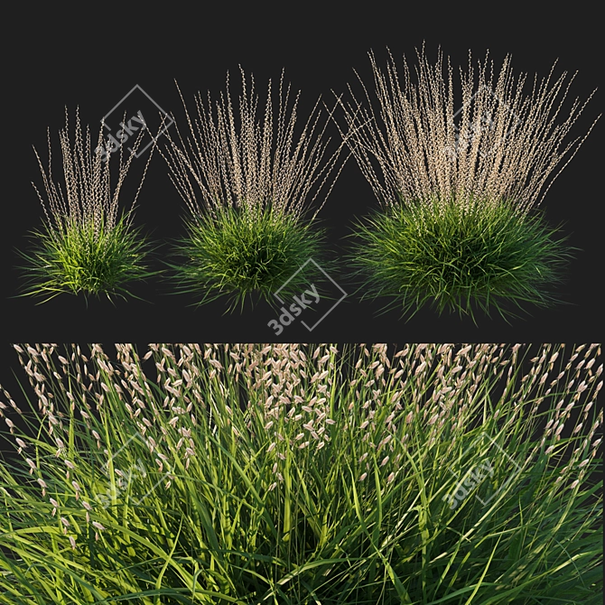 Sideoats Grama Grass Model 2016 3D model image 1