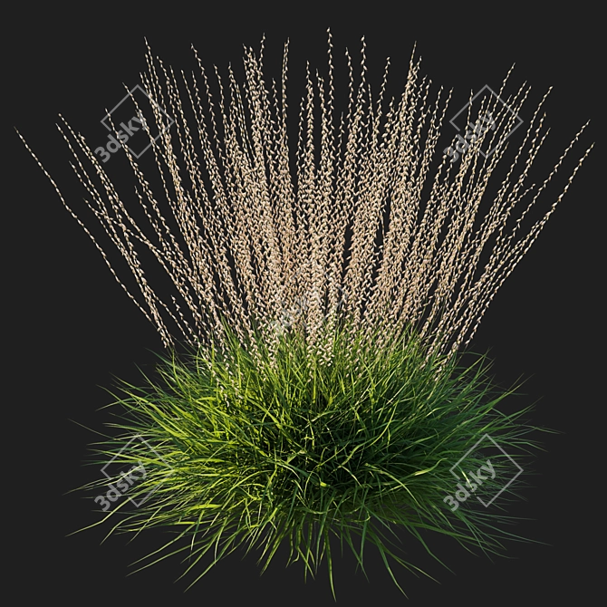 Sideoats Grama Grass Model 2016 3D model image 2