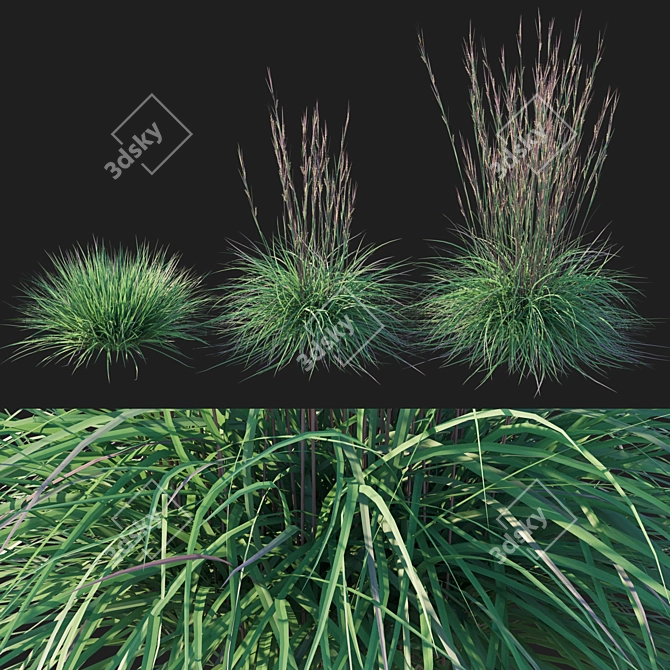 Sleek Little Bluestem Grass Model 3D model image 1